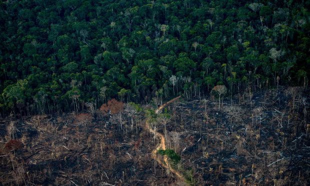 Carbon credit speculators could lose billions as offsets deemed ‘worthless’