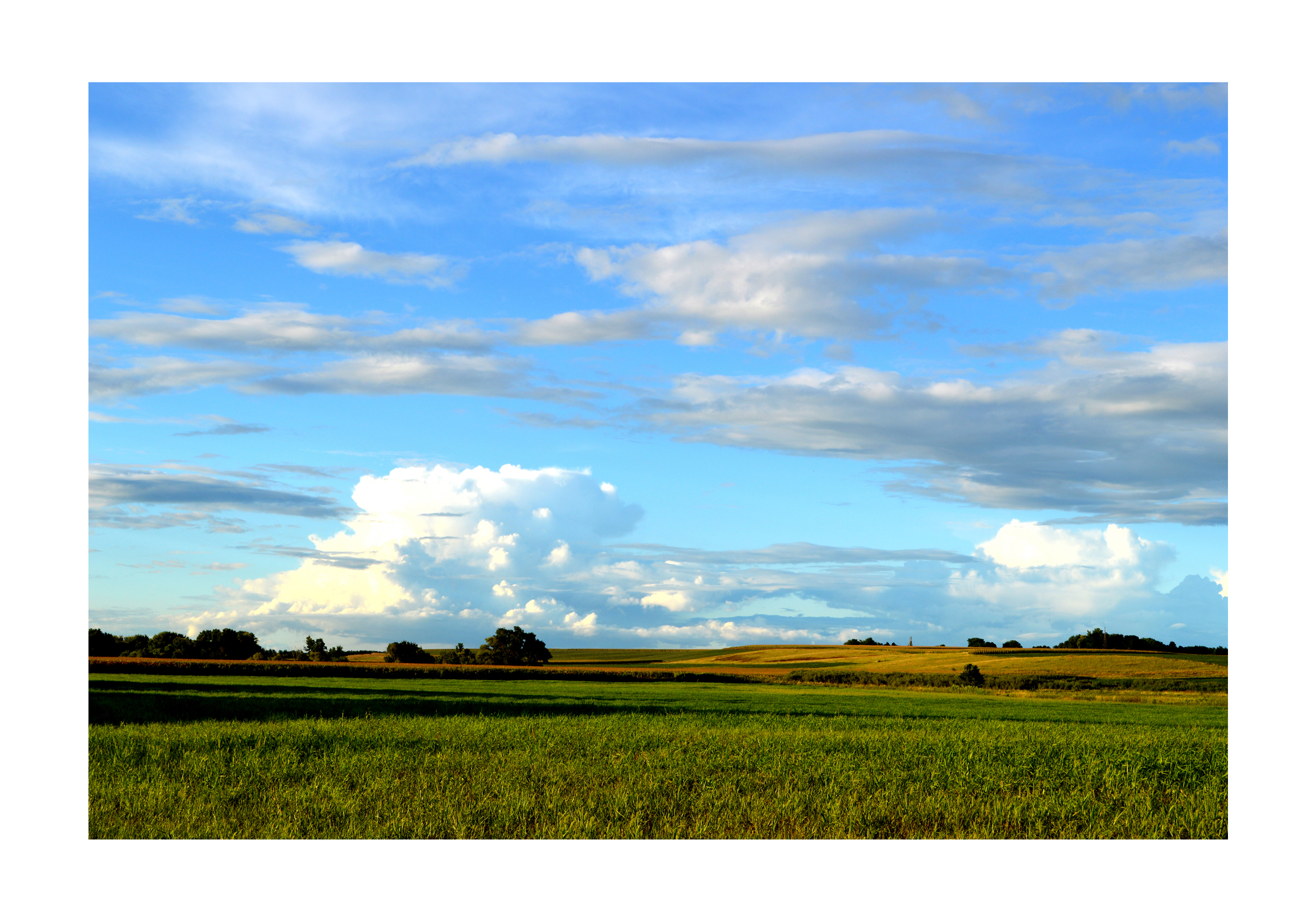 Iowa CornField