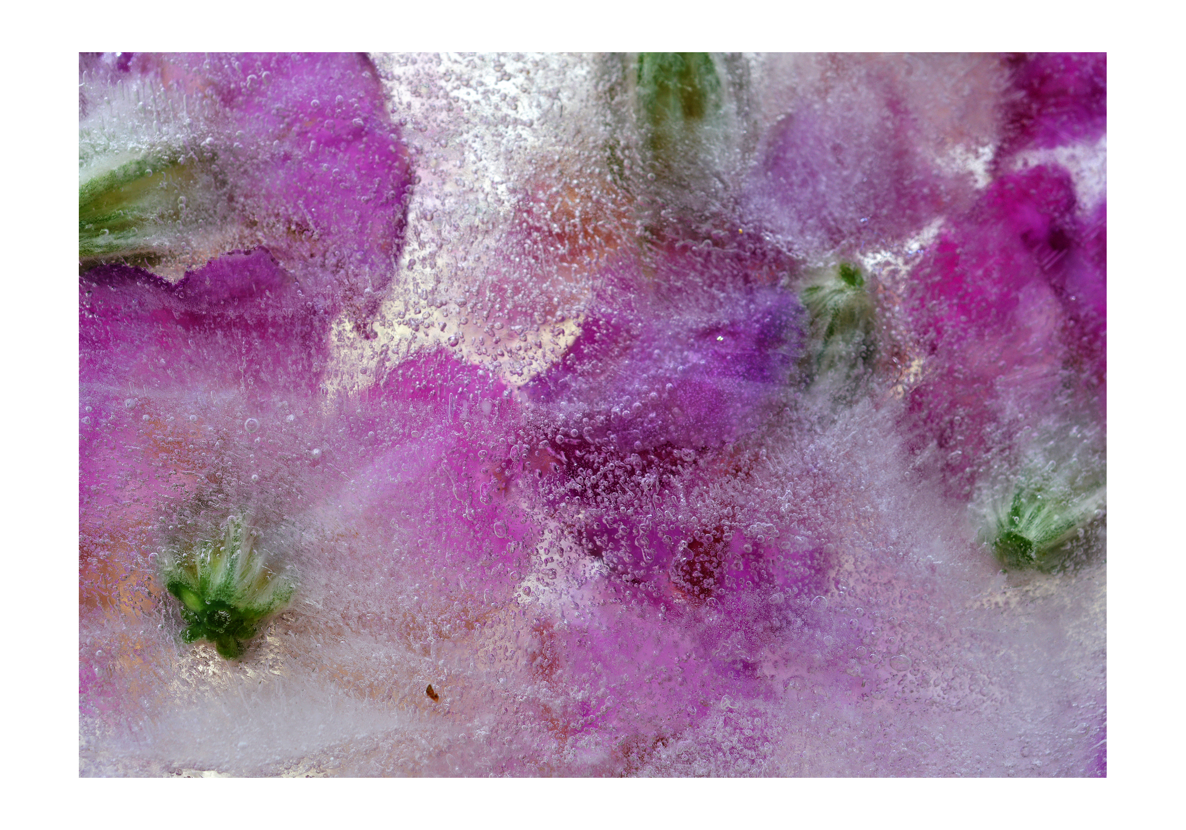 PurpleIce