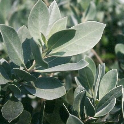 GLAUCOUS FOLIAGE//

Using glaucous foliage plants is one of the simplest ways to create interest within a planting scheme.

This is Silver Buttonwood. 
Can you think of any other plant species? Lets see how many we can list 🙌🏻

I can think of 6 oth