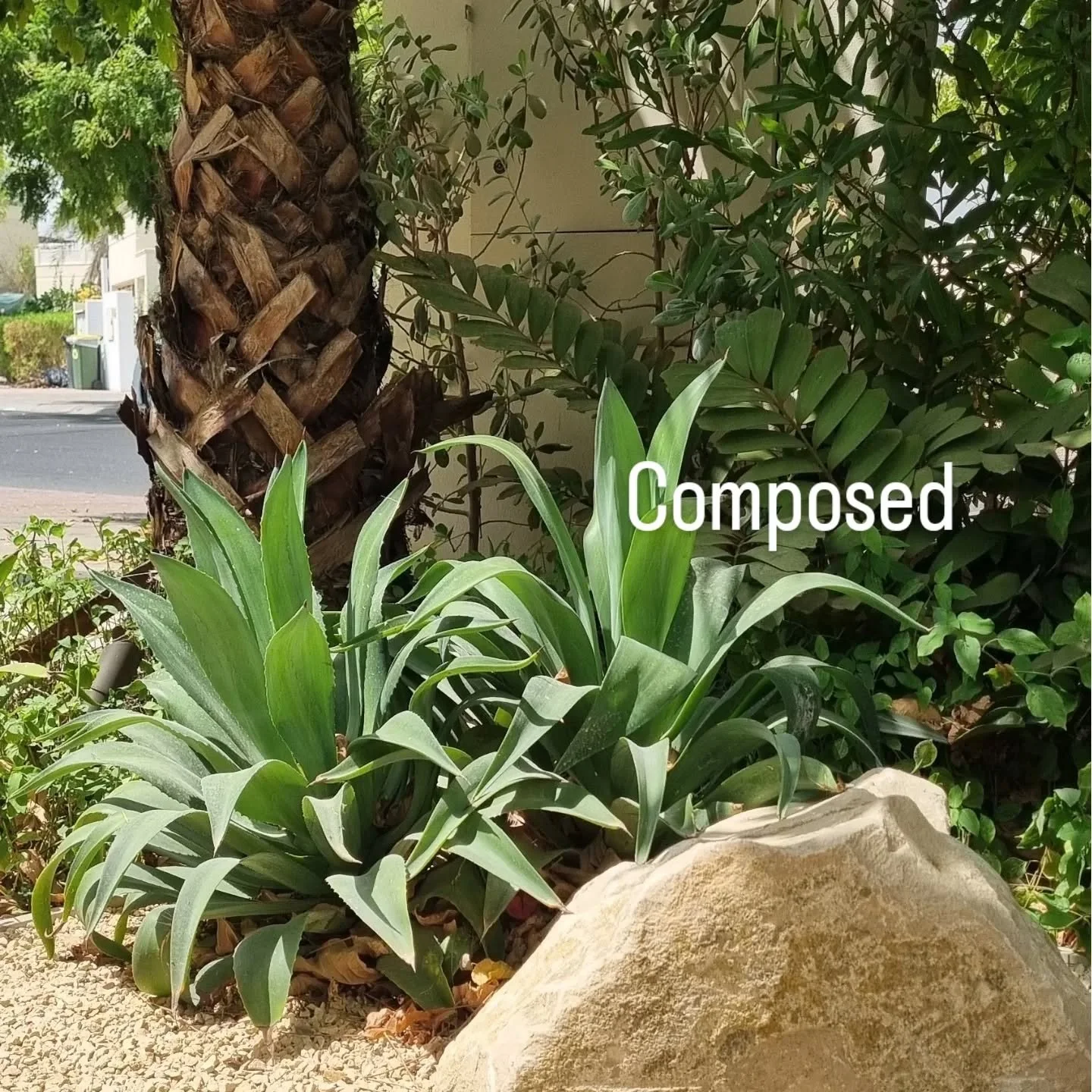 COMPOSED //

Agave and boulder, a quiet study in form and texture.Even stripped of colour, the composition still holds&mdash;one of those quiet checks designers make to see if the structure truly works.

#ModernGardenDesignDubai #DubaiLandscapes #Aga