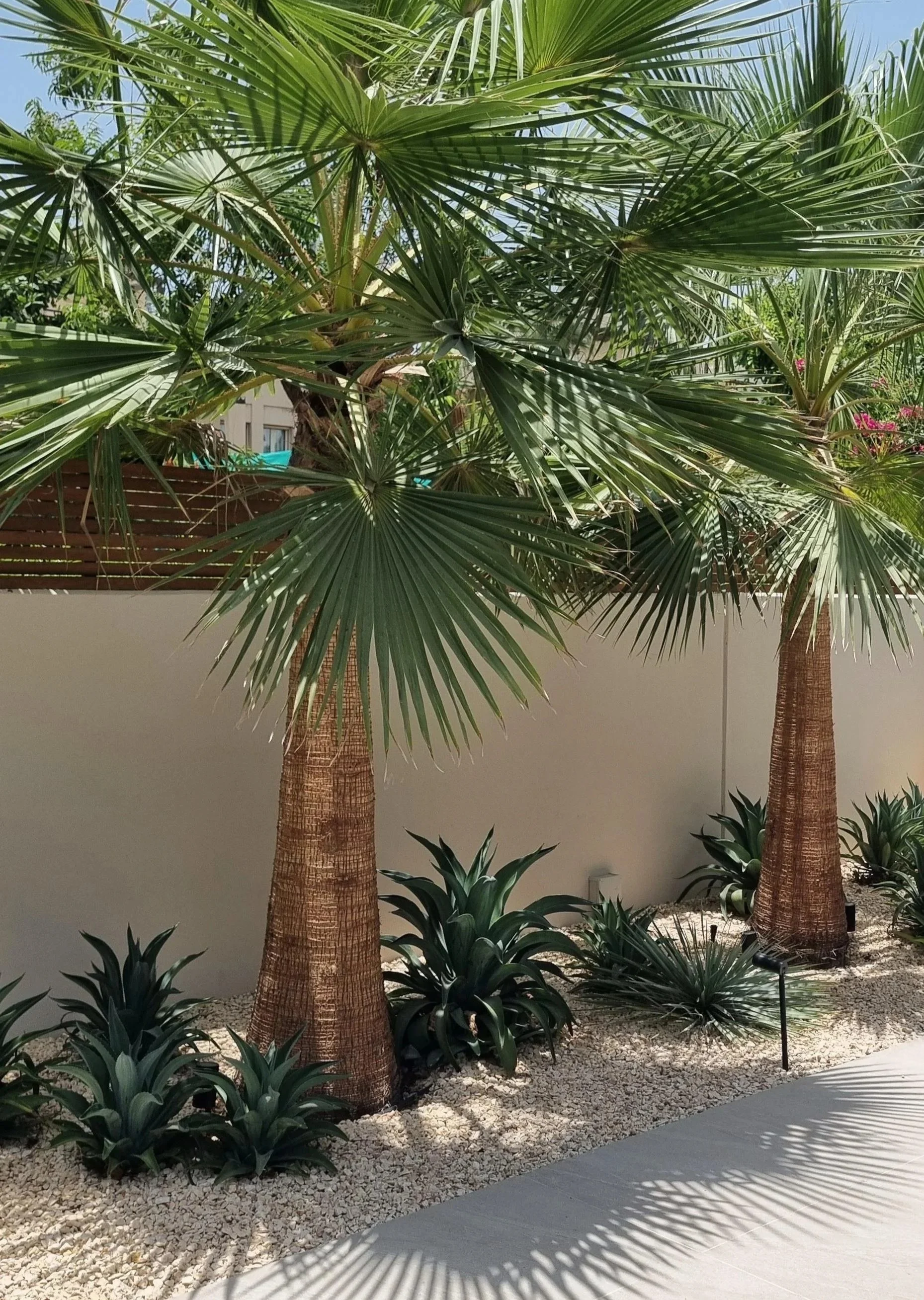 Tranquil Corner with Agave and Palm Trees
