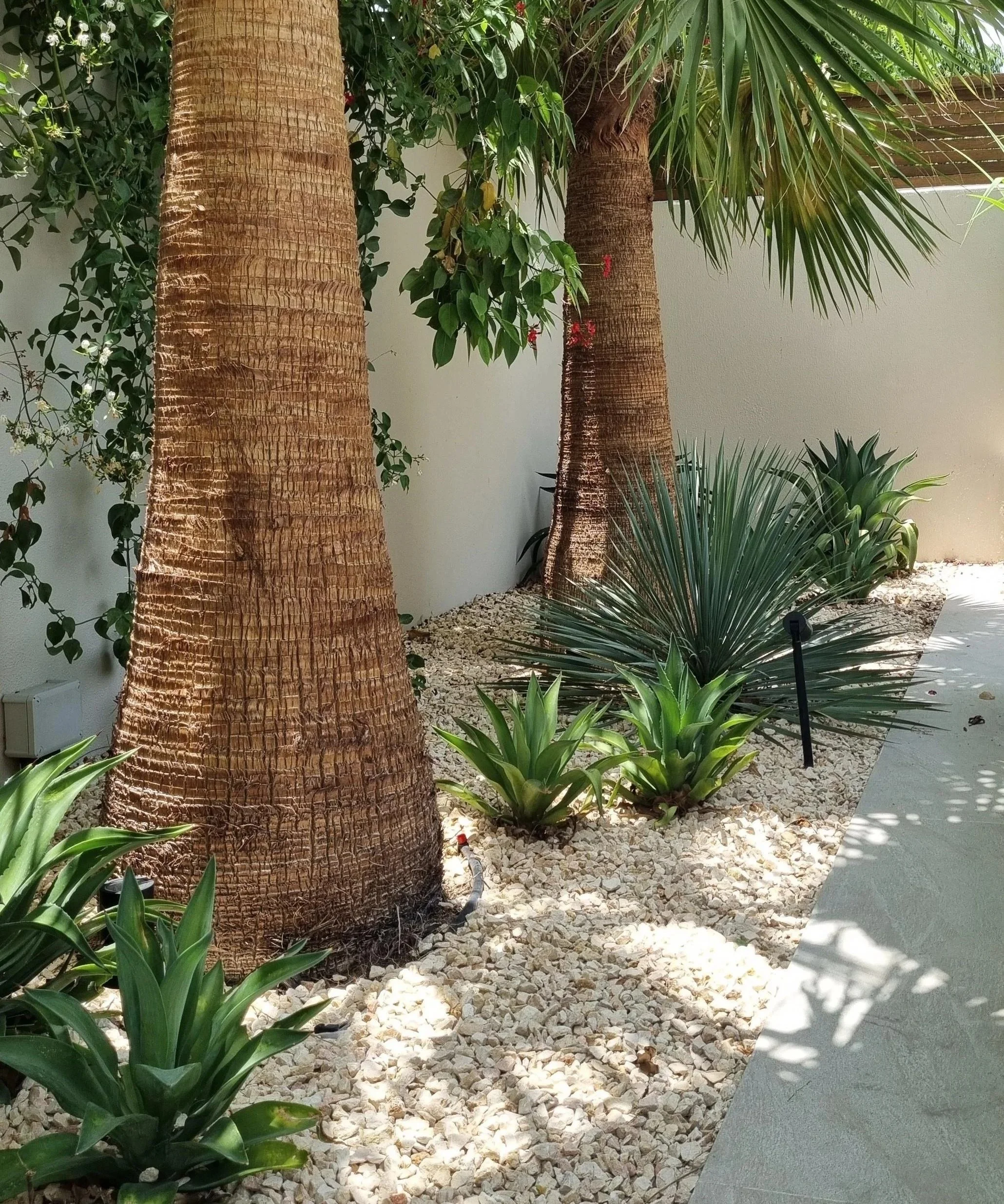 Minimalist Desert Garden with Palm Trees and Succulents