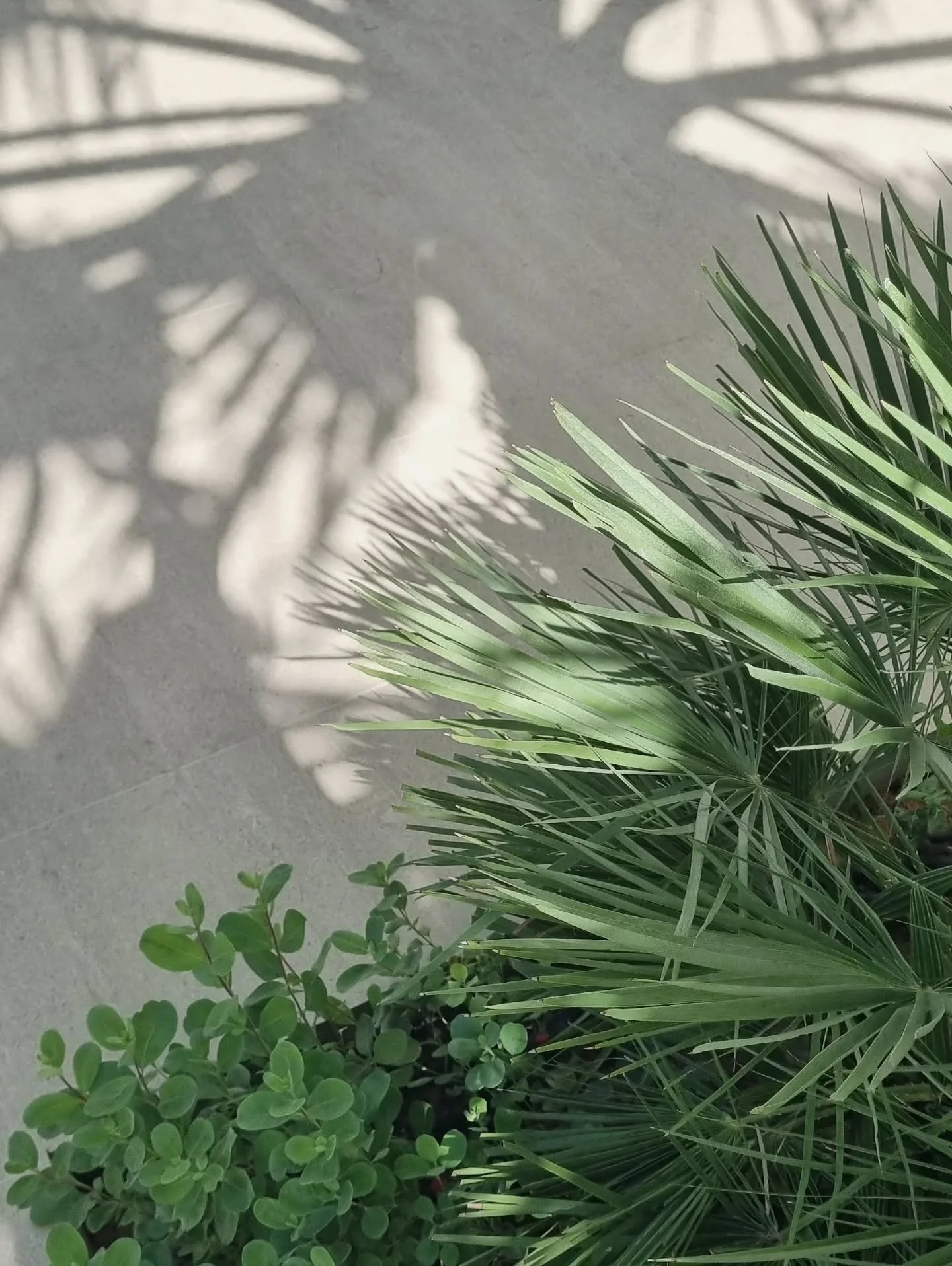Which contrast caught your eye first? 

In design, contrast is one of the simplest tools to create interest. Here, the strong structural shapes of the palm fronds meet the delicate, round leaves of the low-growing shrub. Another contrast is the shado