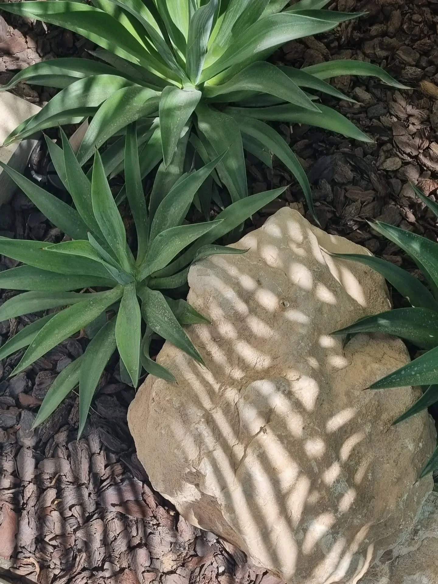 A few of my favourite things...

AGAVE | BOULDER | MULCH

Proof that a garden doesn't need to be complicated to make a statement.