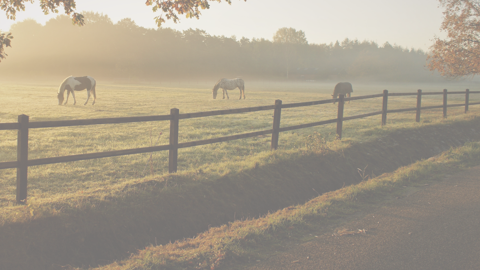 Three horses grazing in a foggy field at sunrise, separated from a dirt road by a wooden fence.