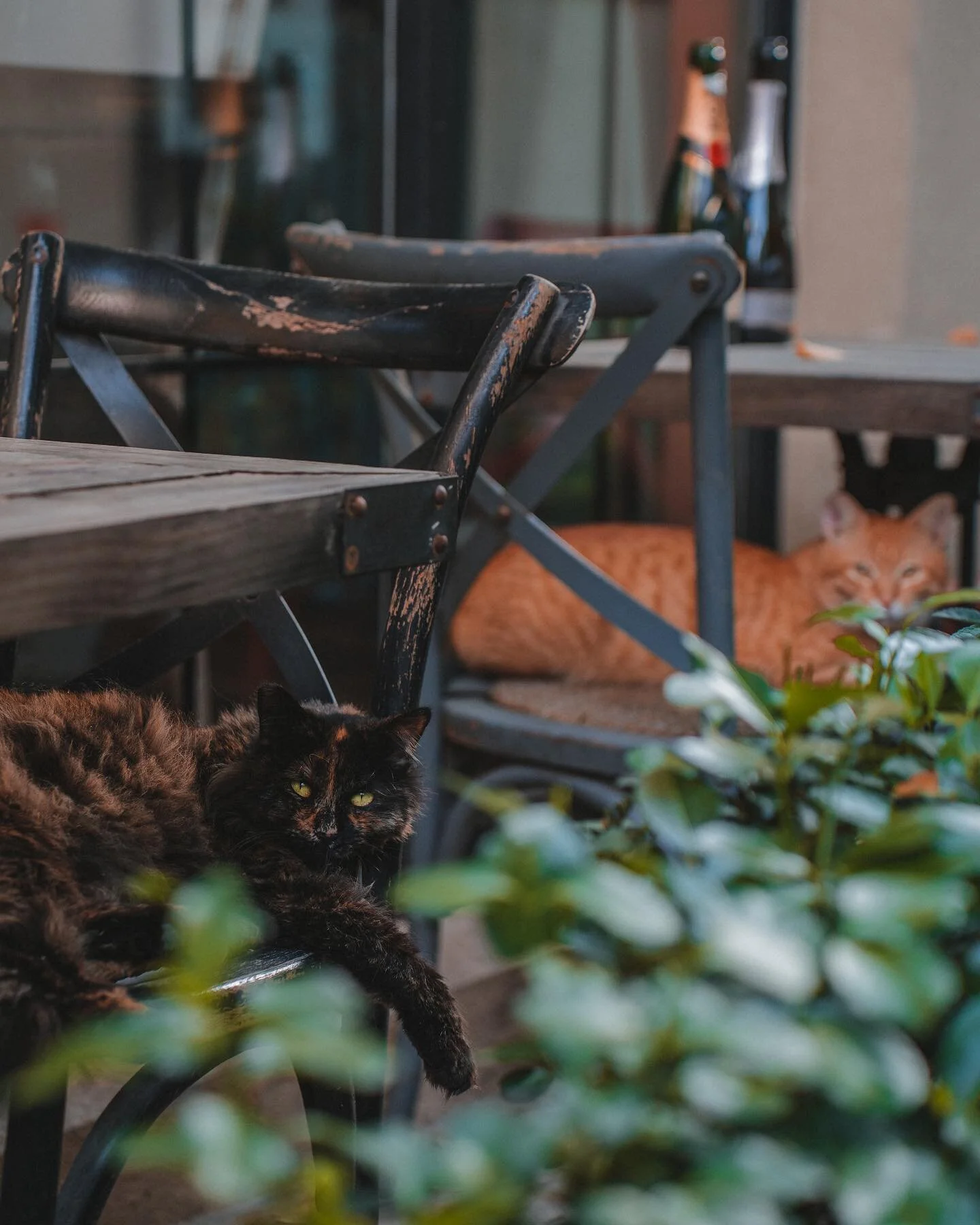嘉善路 Jiashan road. Sunny day in Shanghai.

#Shanghai #photography #photographer #photographylovers #china #cats #spring