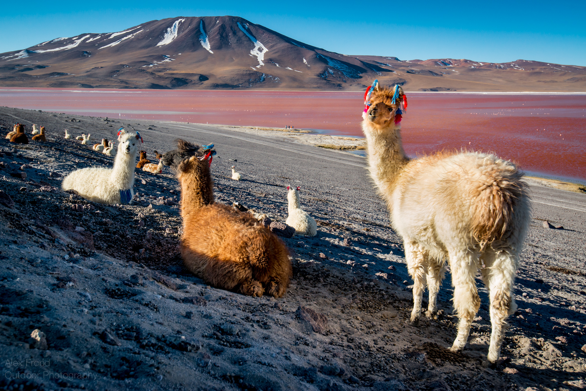 Laguna Colorada, Bolivia