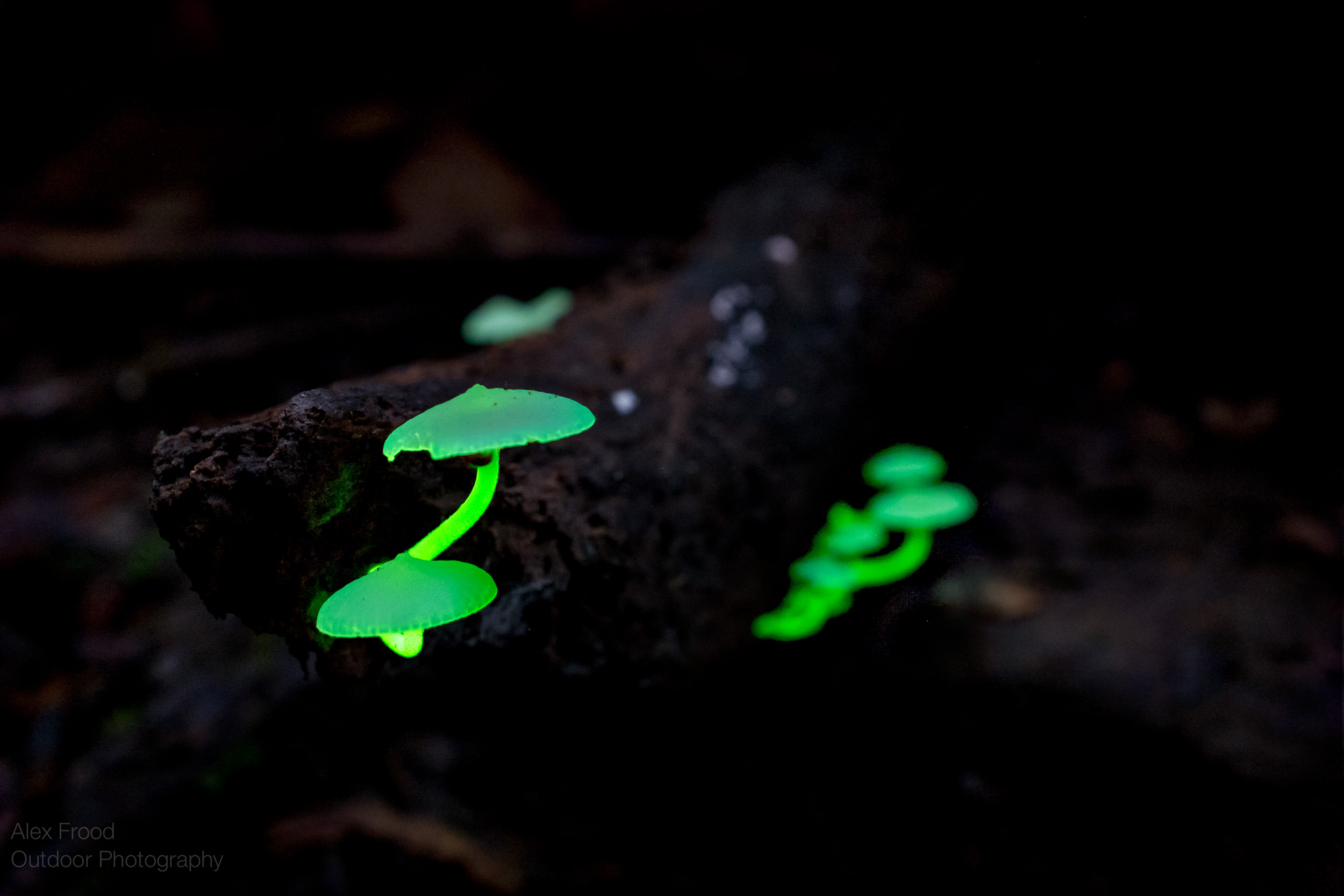 Bioluminescence Mushroom, Borneo