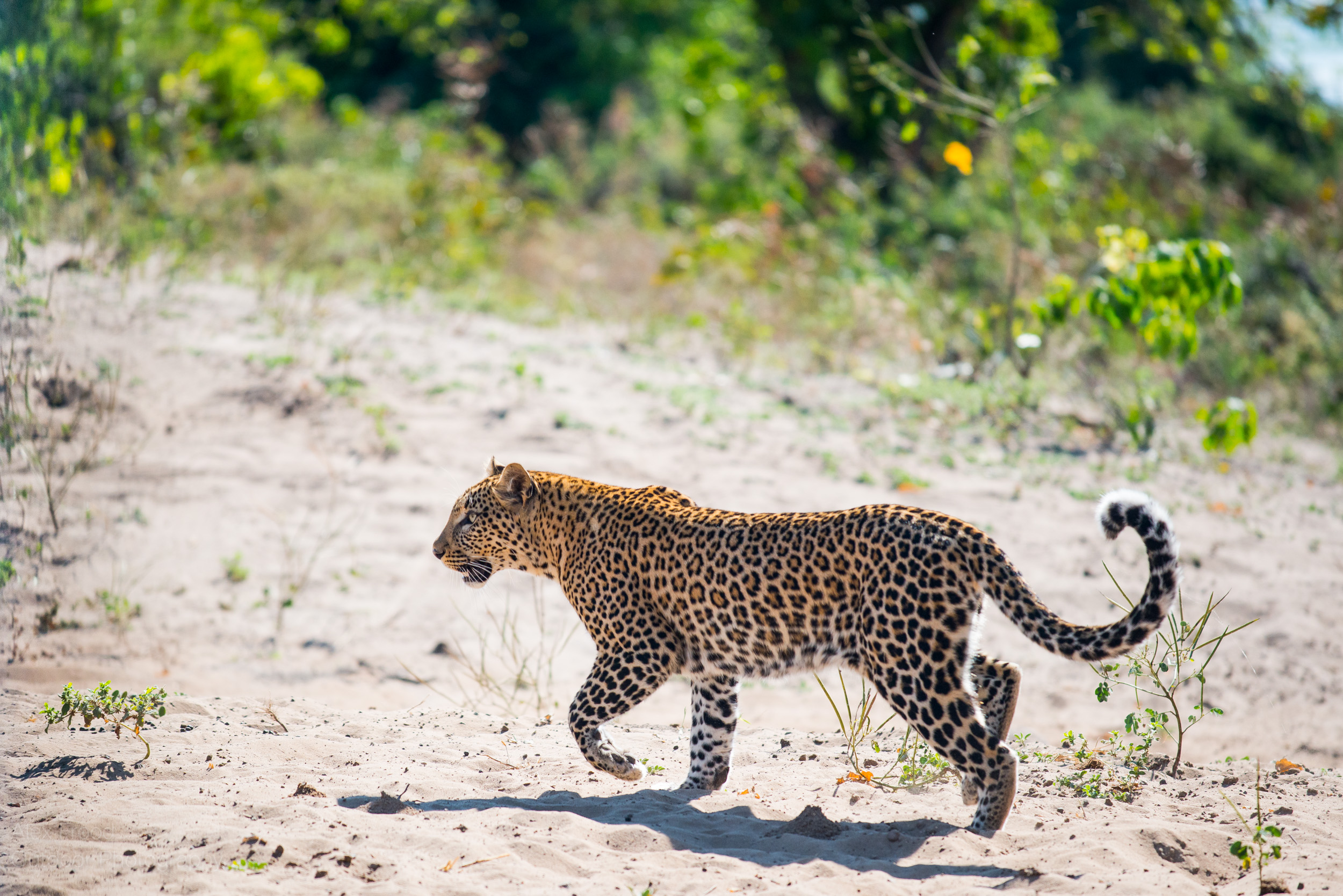 Leopard in Chobe NP, Botswana