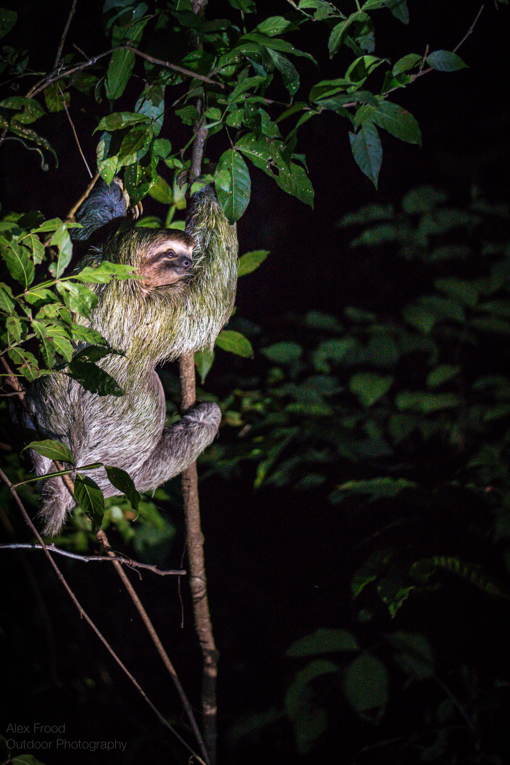 Three-Toed Sloth, Costa Rica