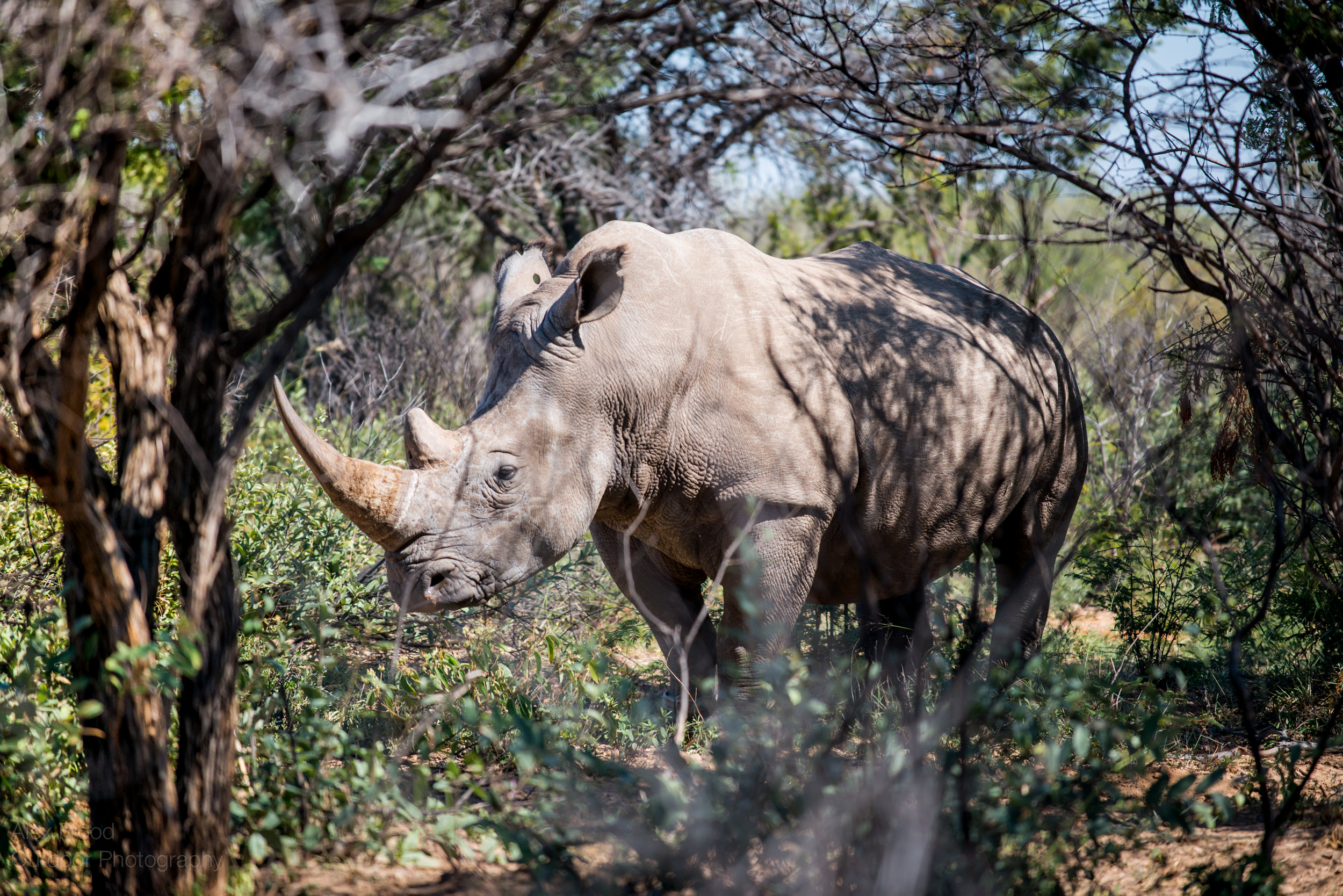 Southern White Rhinoceros, Botswana