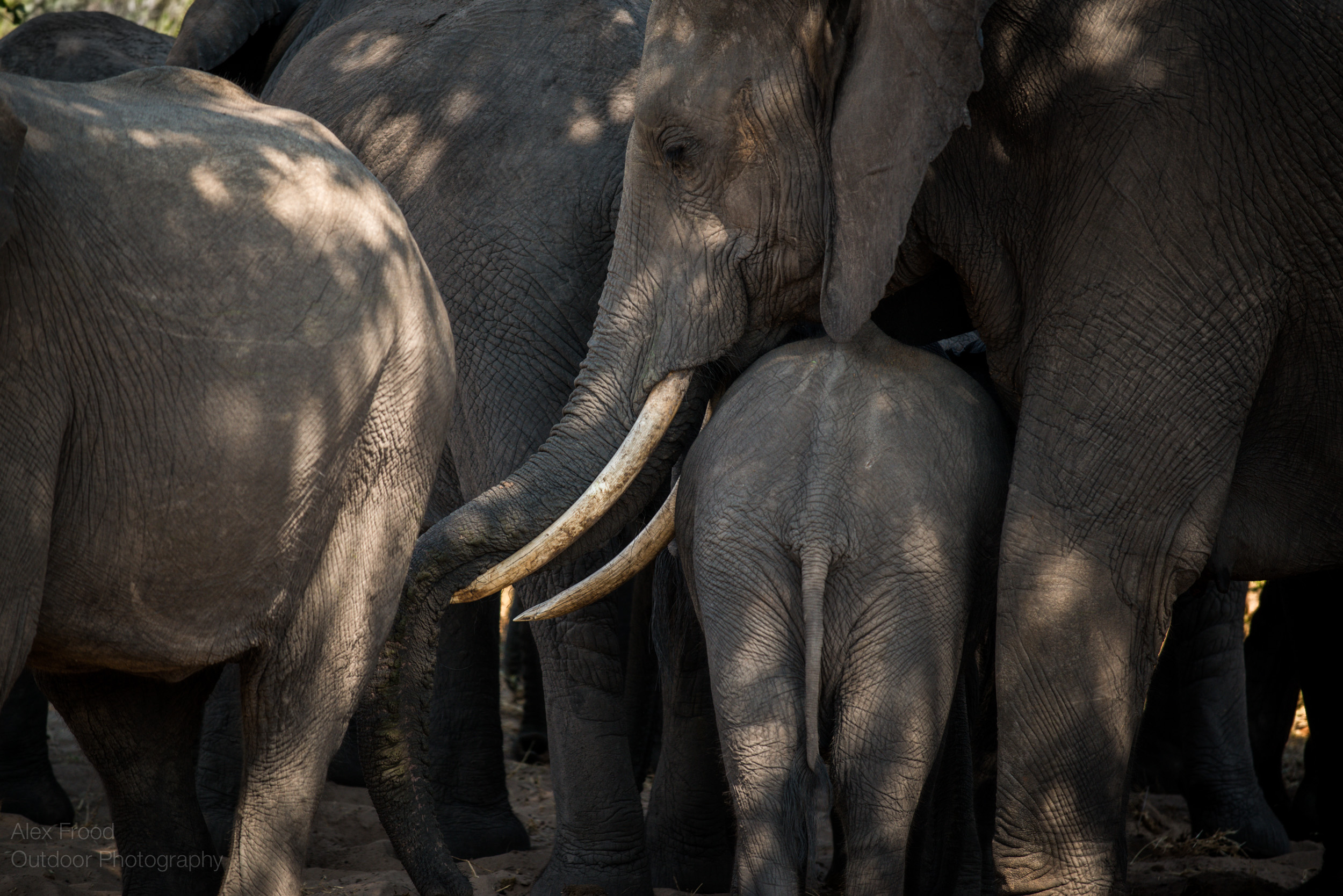 Chobe NP, Botswana