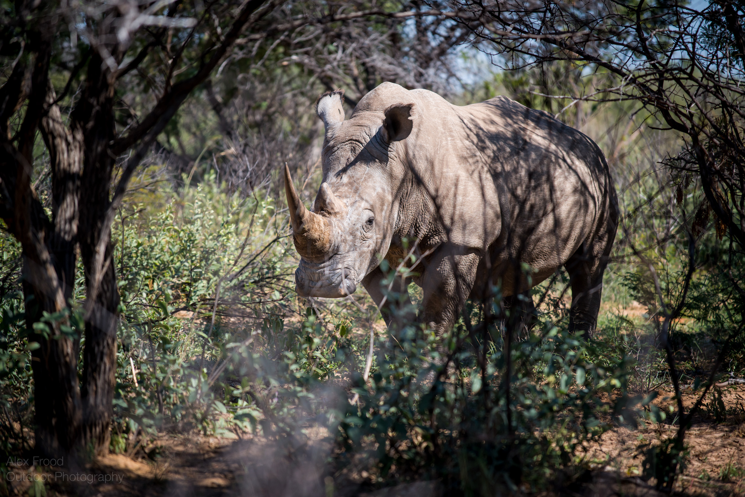 Southern White Rhinoceros, Botswana