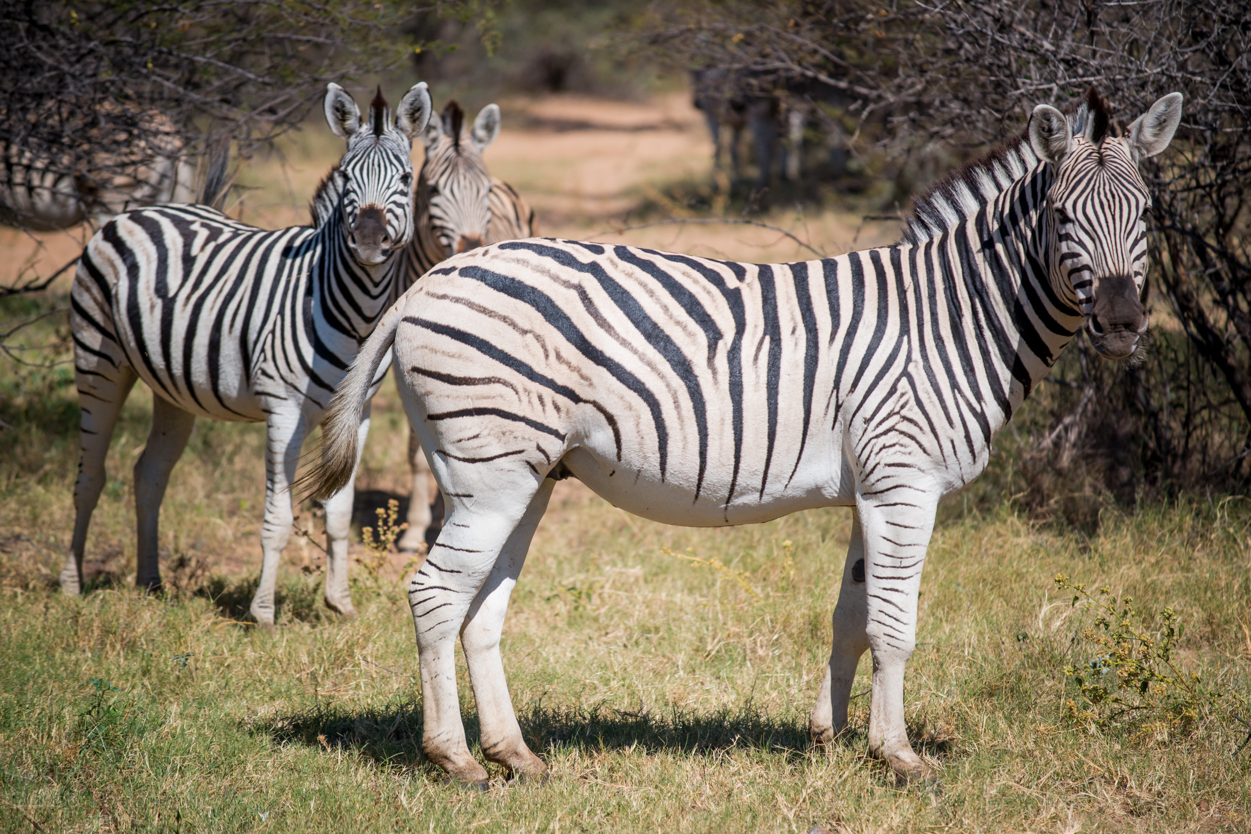 Mountain Zebra, Botswana