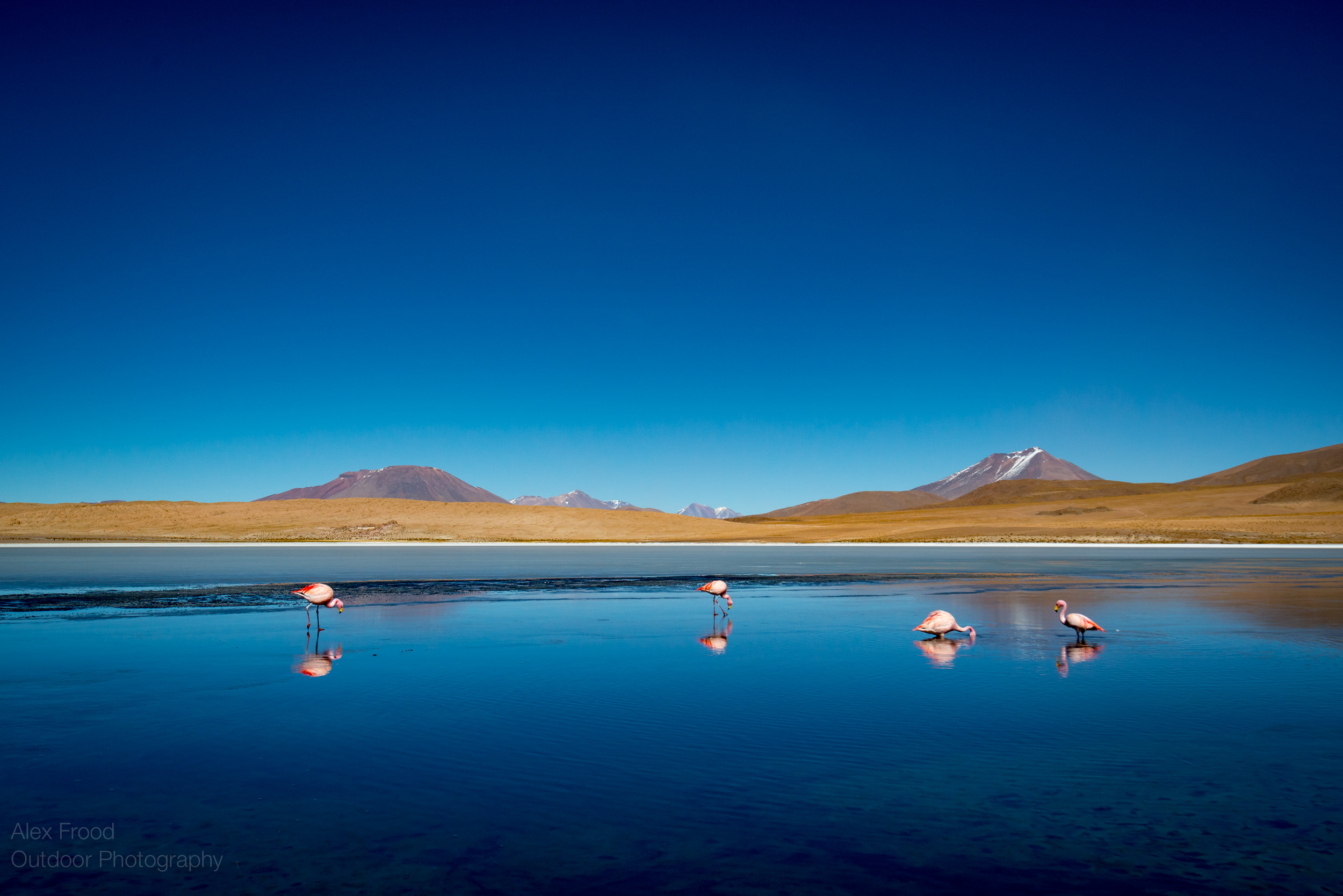 Flamingo, Bolivia