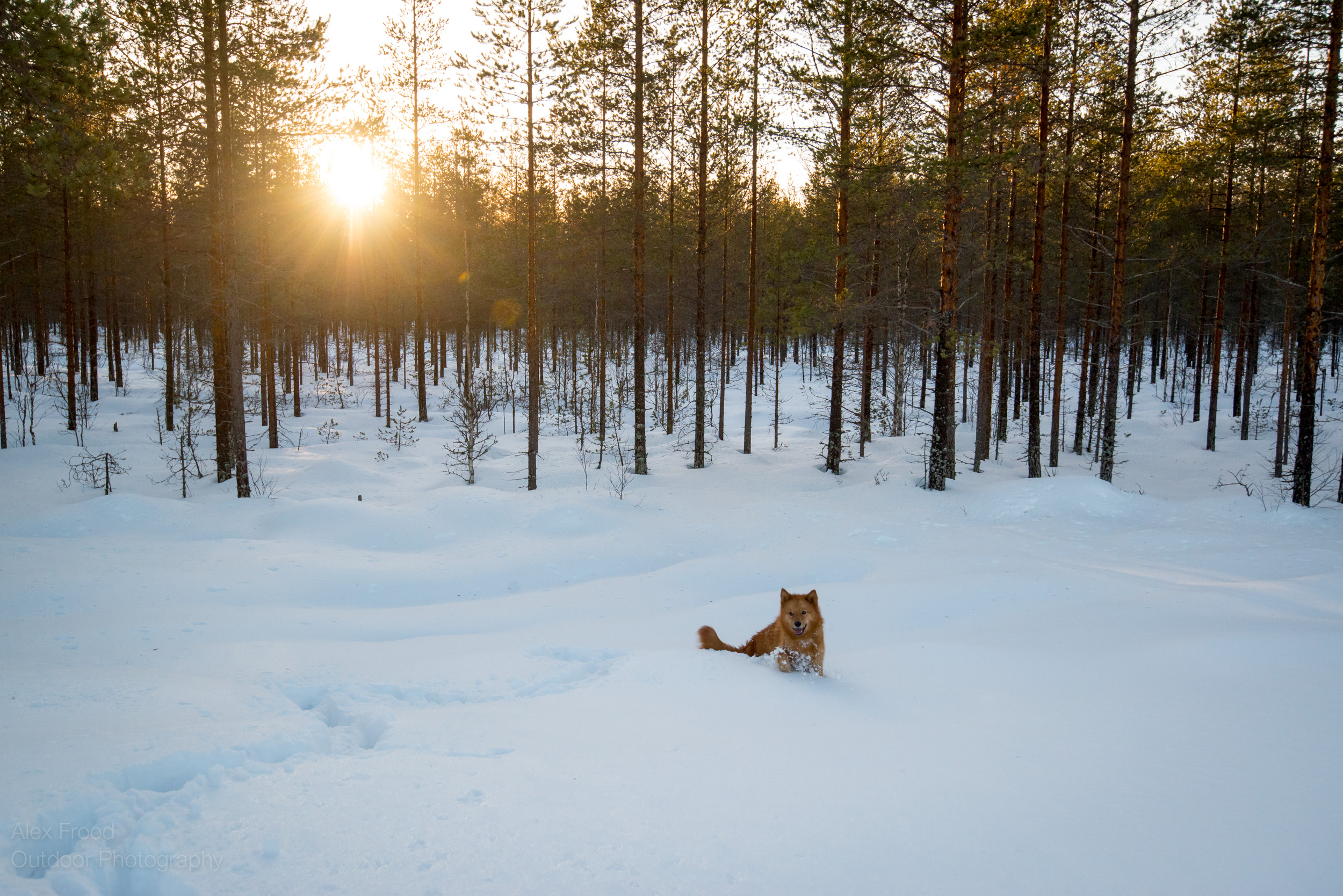 Finnish Spitz, Finland