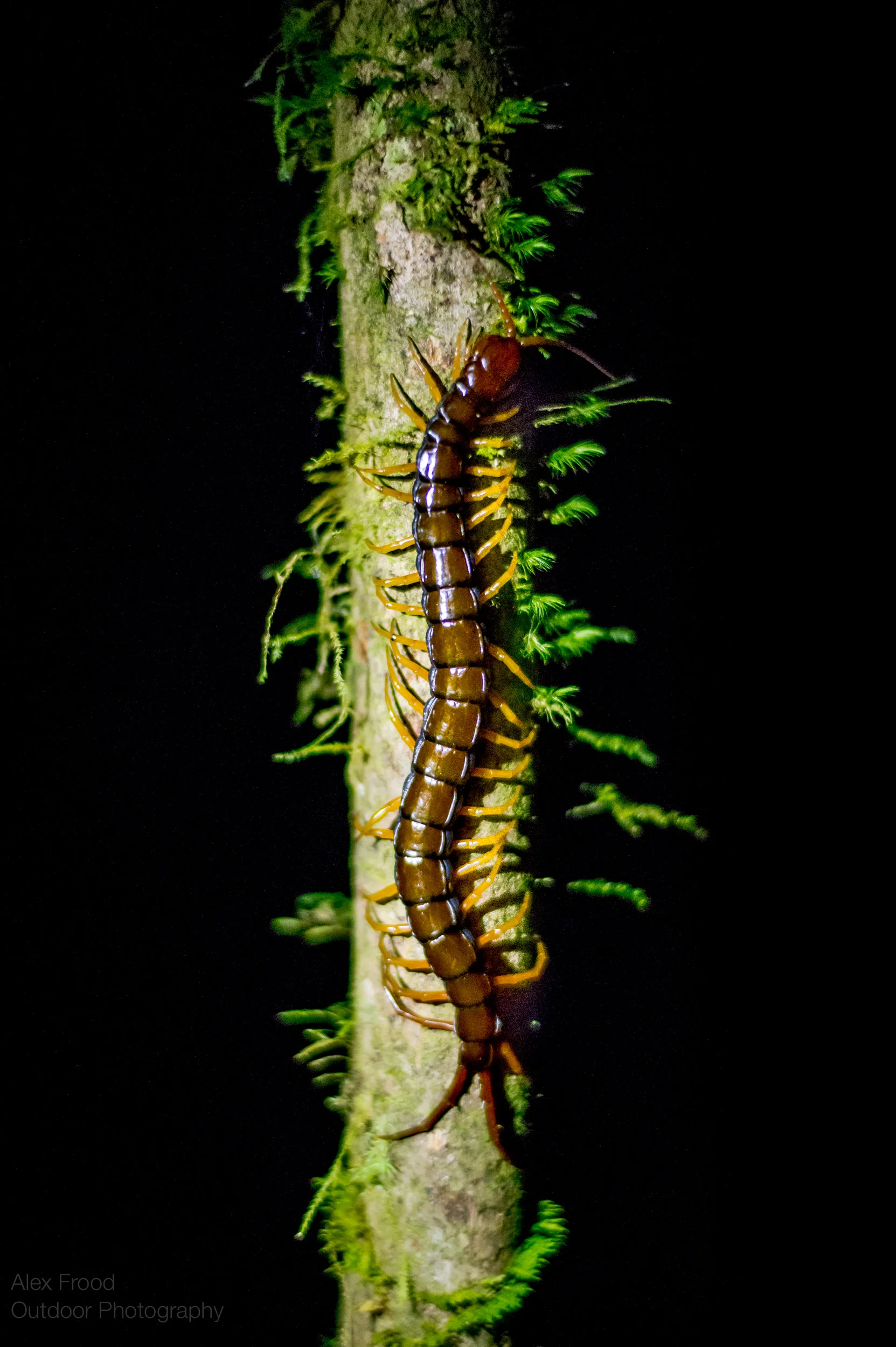Giant Centipede Sabah, Malaysian Borneo