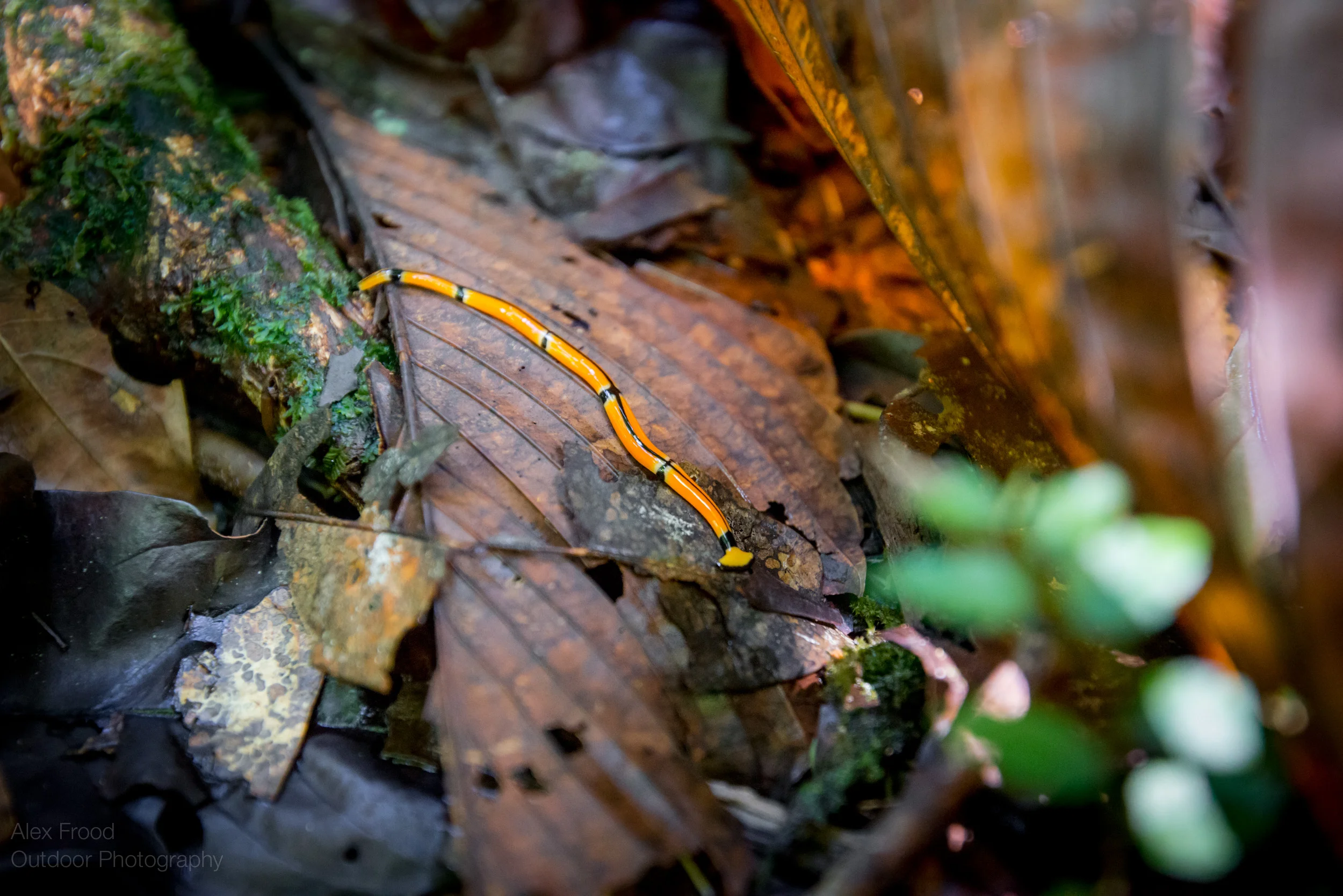 Gunung Mulu National Park, Sarawak, Malaysian Borneo