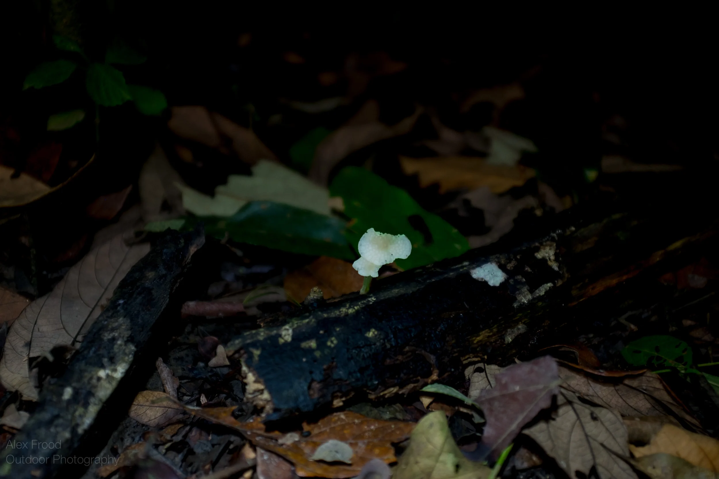 Bioluminescence Mushroom, Sabah, Malaysian Borneo