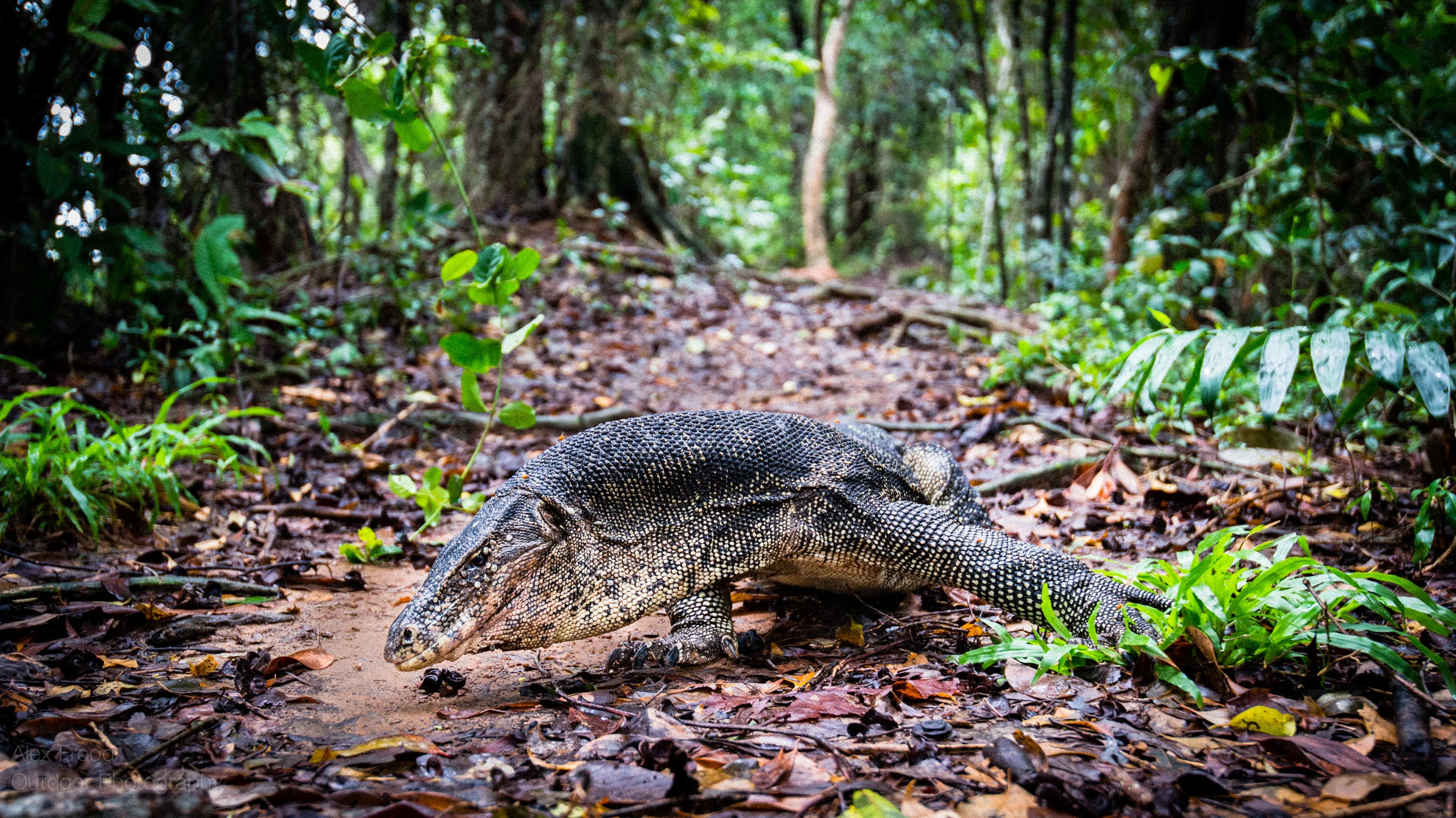 Asian water monitor lizard, Sabah, Malaysian Borneo