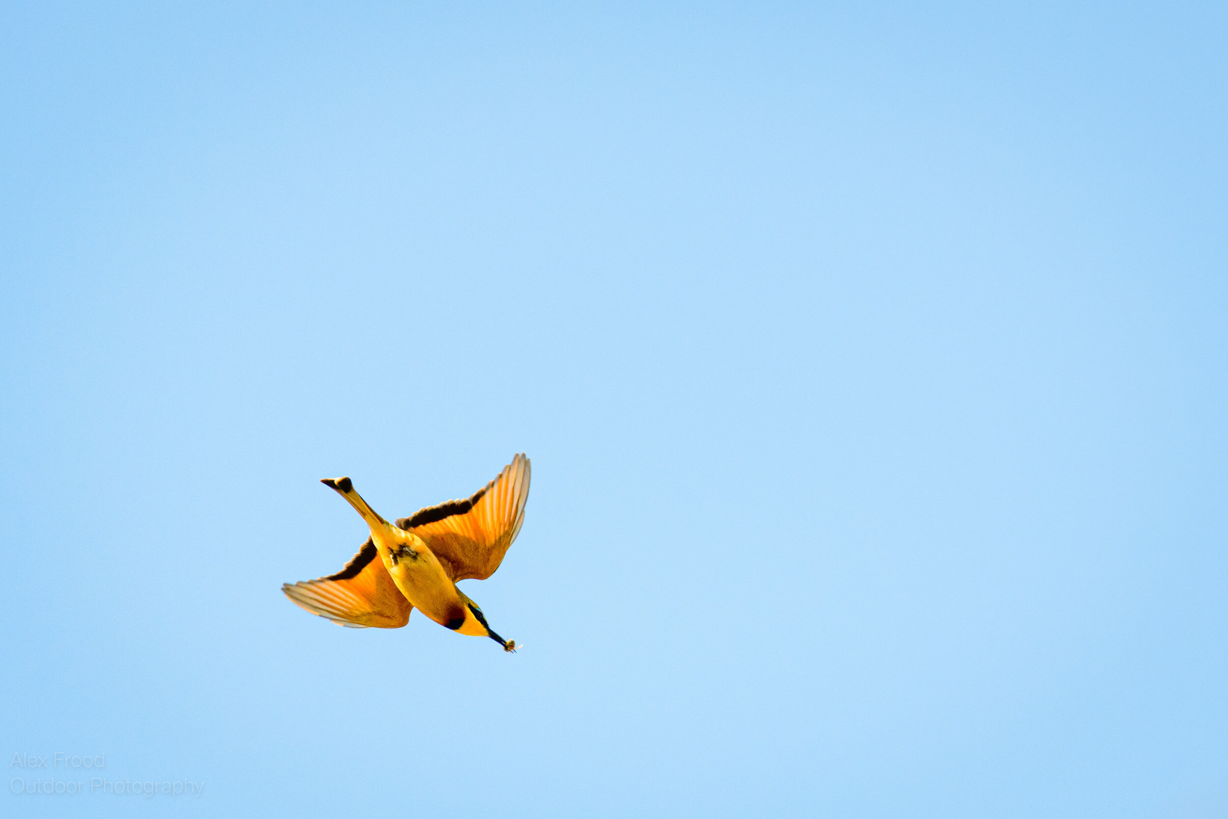 Little Bee-eater with Bee