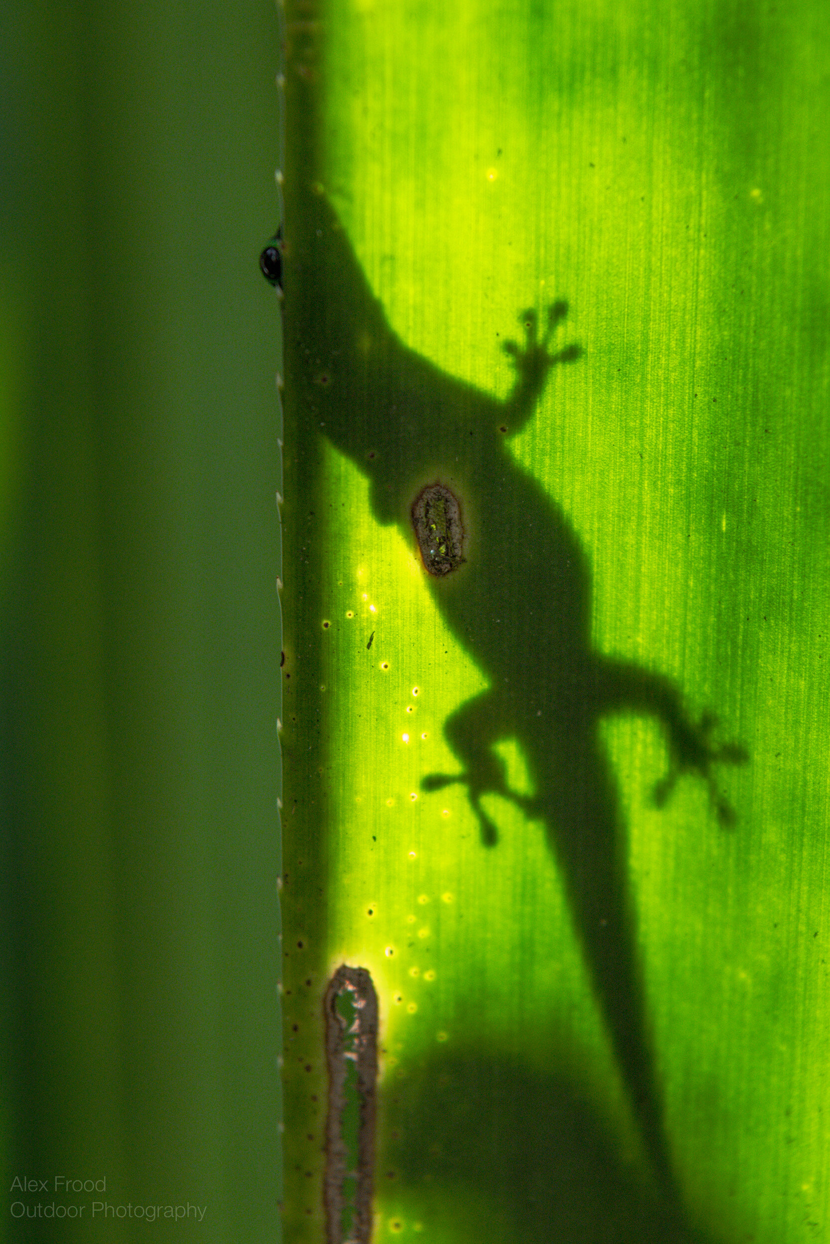 Striped Day Gecko