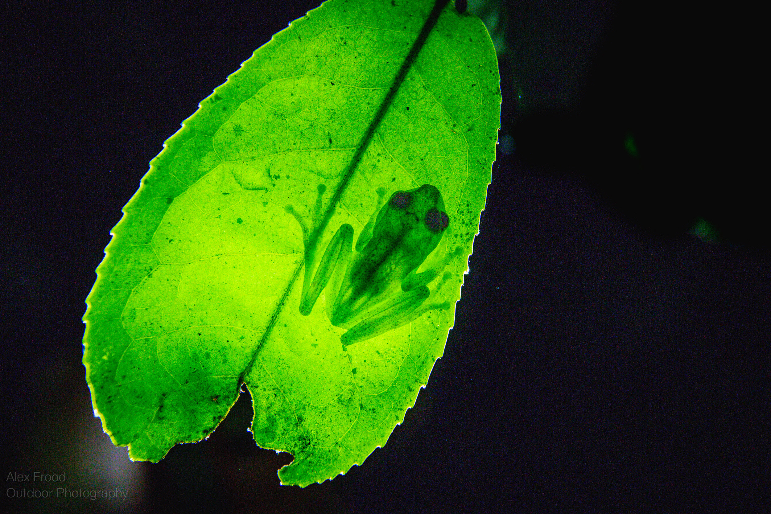 Green bright-eyed frog