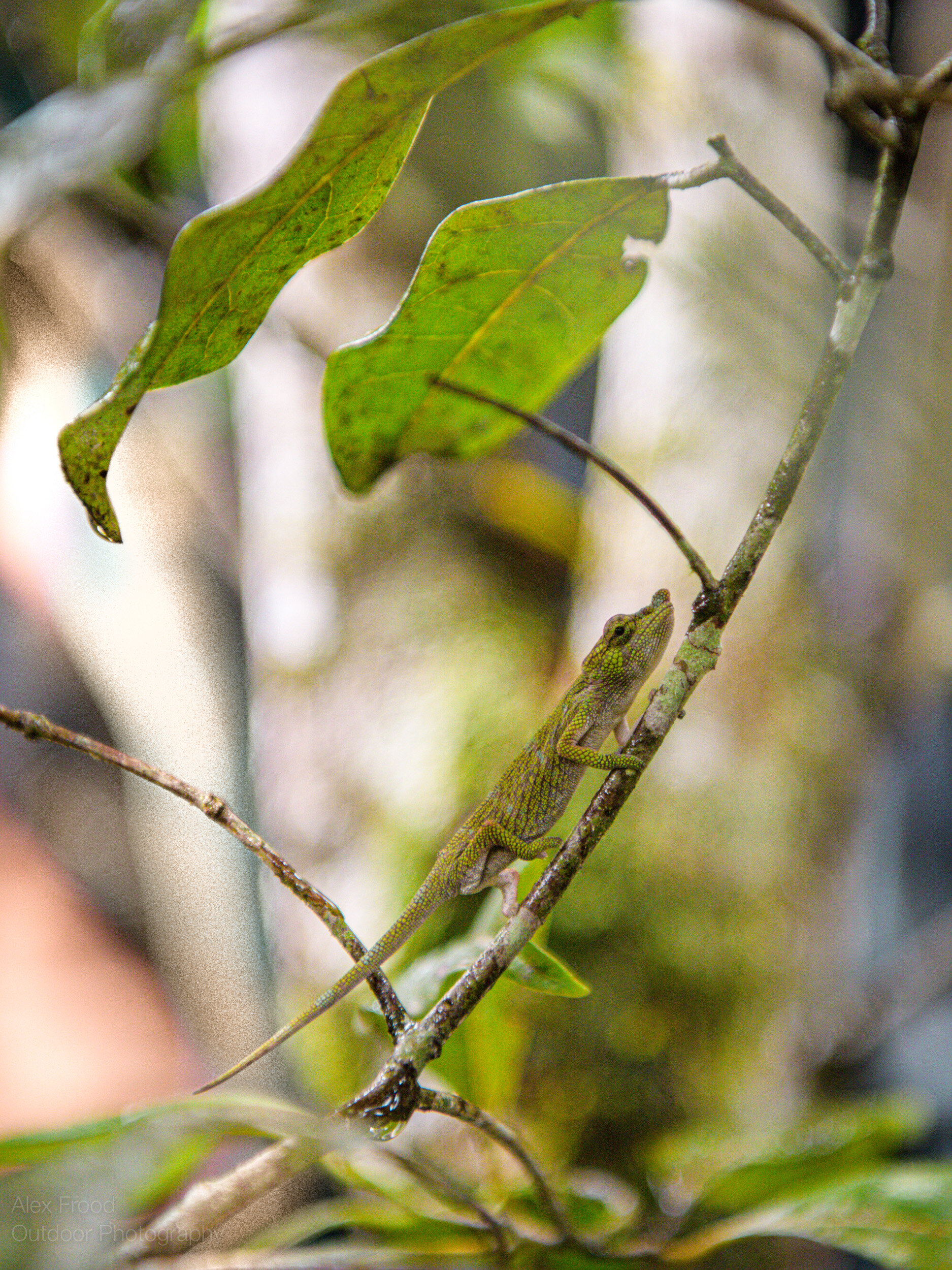 Nose-horned Chameleon