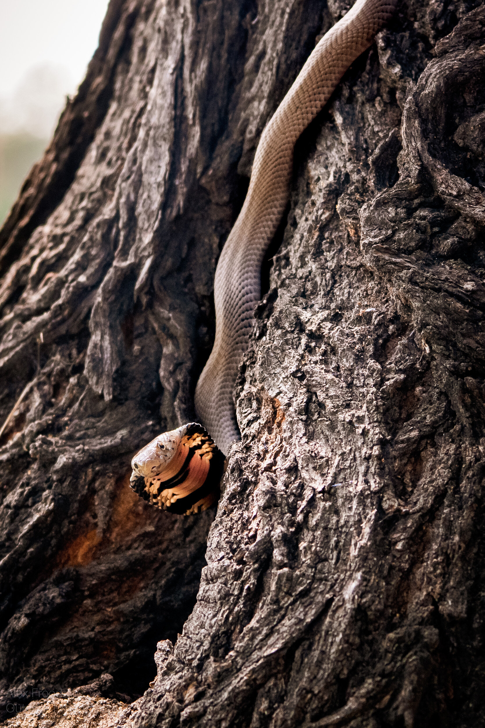 Mozambique spitting cobra