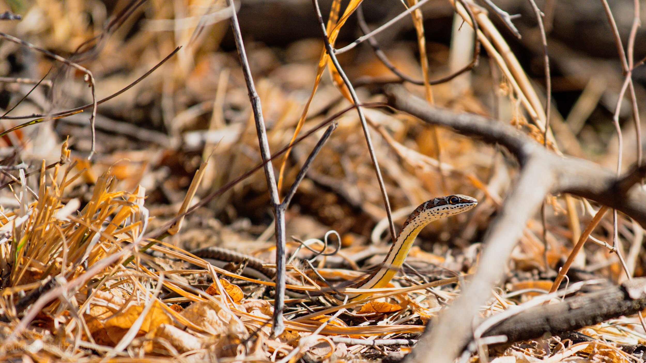 Stripe-bellied Sand Snake