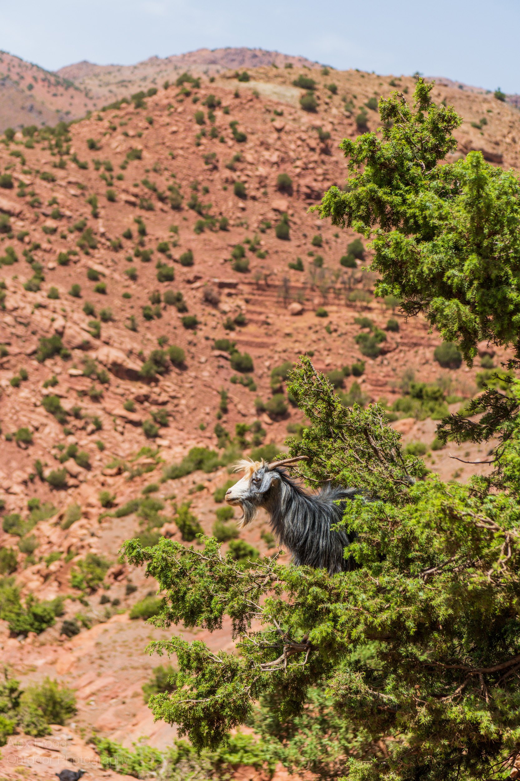 Tree Goat, Morocco