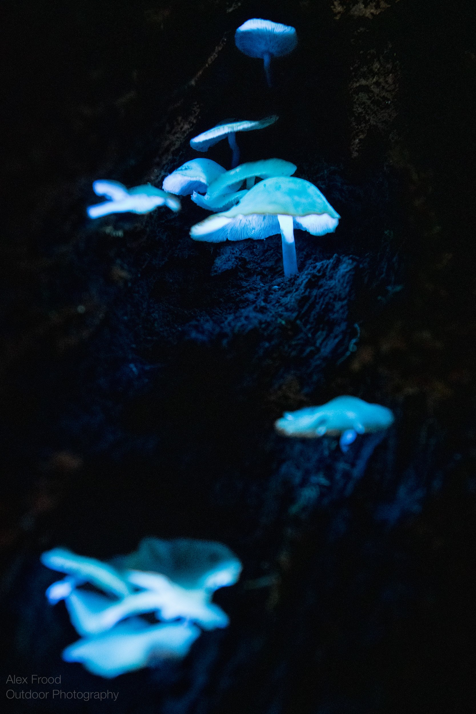Biofluorescent Mushroom, Borneo