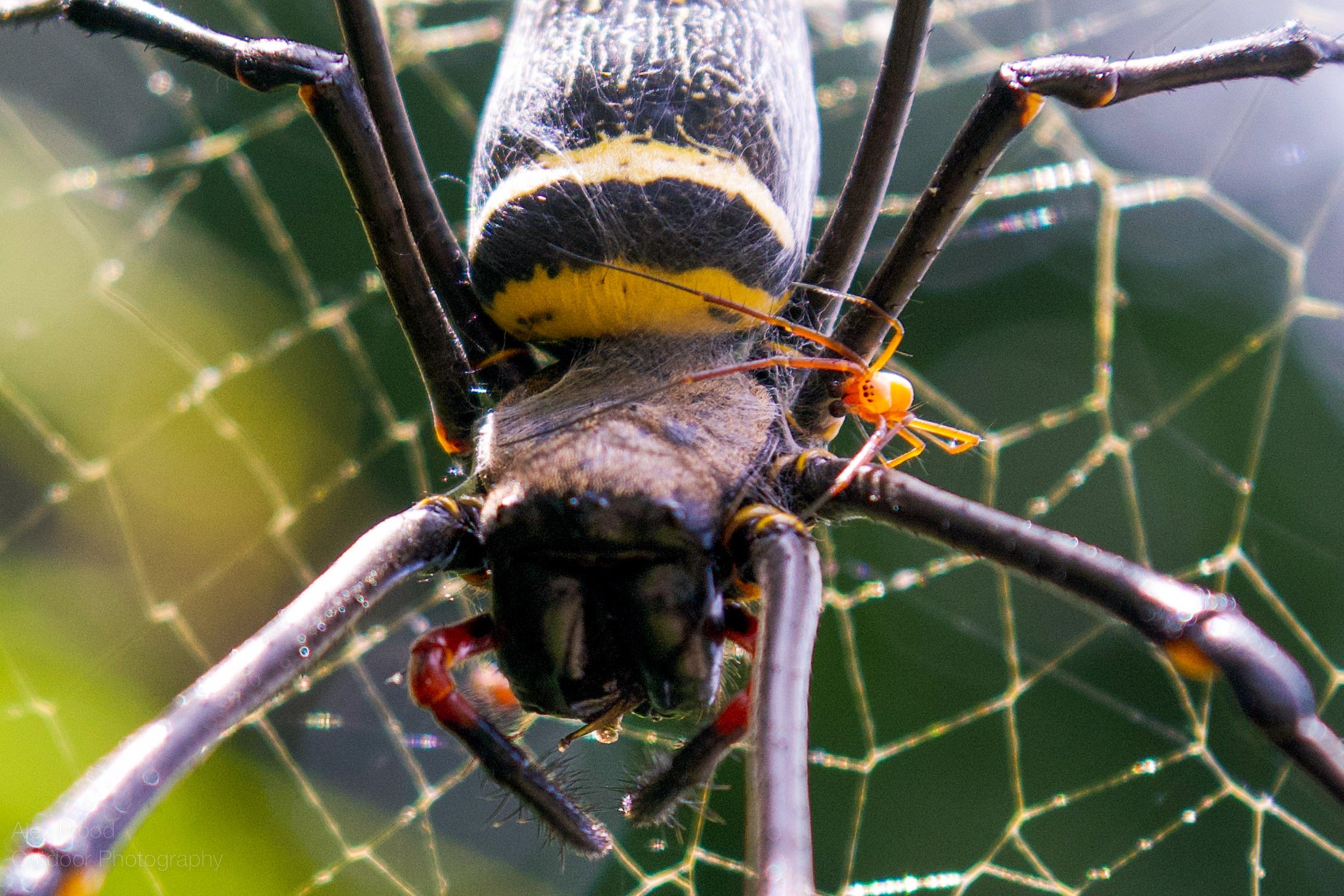 Golden Orb weaver, Borneo