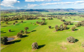 NSW Riverina Properties Achieving Top Dollar - Beef Central
