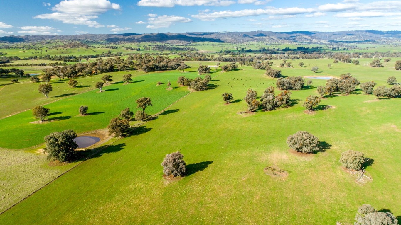 Tarcutta's Lone Pine for auction - Beef Central