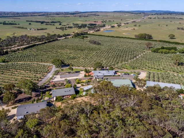 Award-winning Fedra Olive Grove - Riot Act