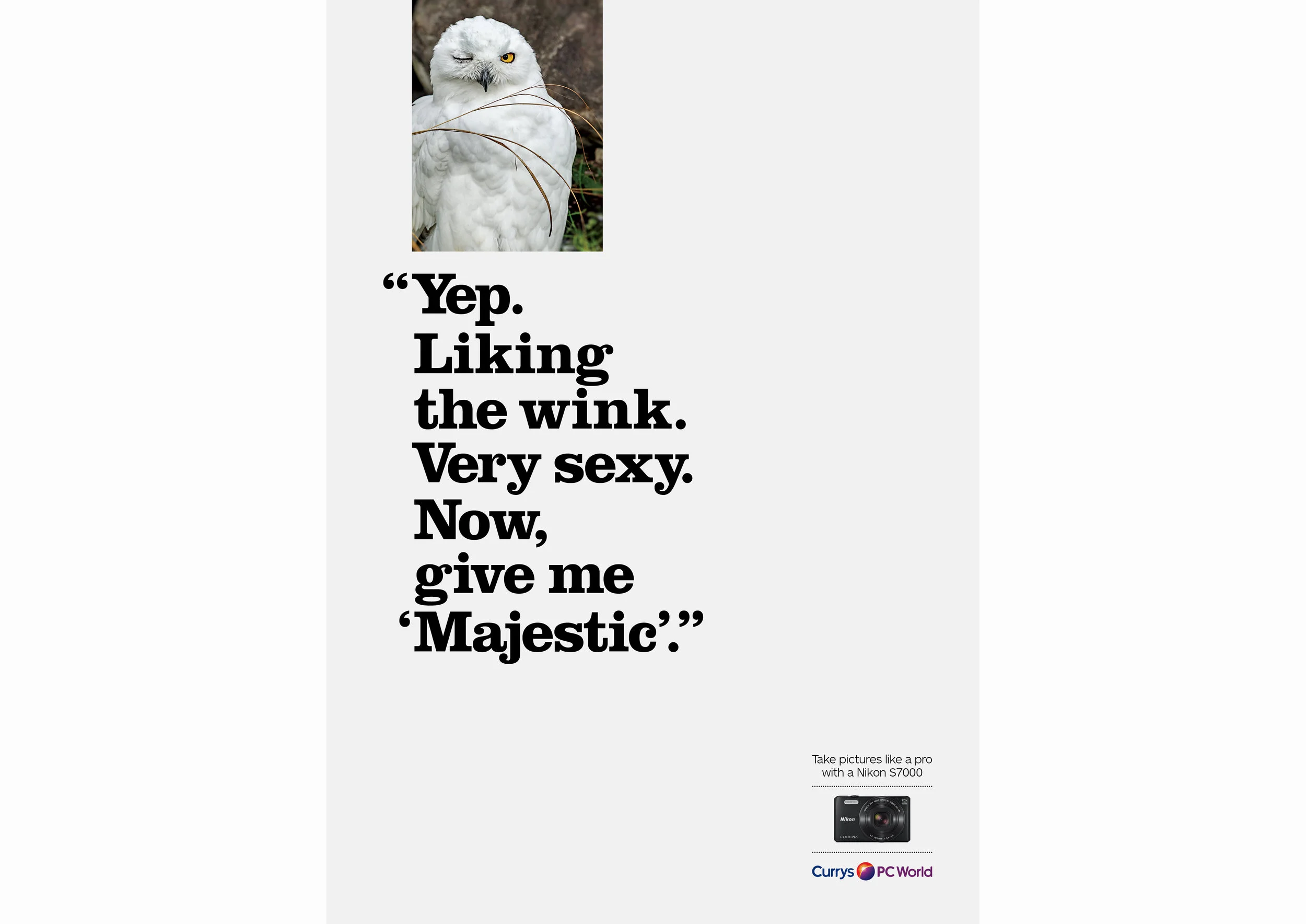 Owl.jpg