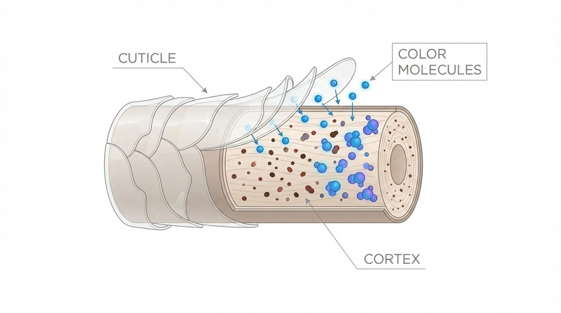 A detailed infographic diagram showing a cross-section of a hair strand illustrating how permanent hair color works with labels and clear illustration of the cuticle and cortex layers.
