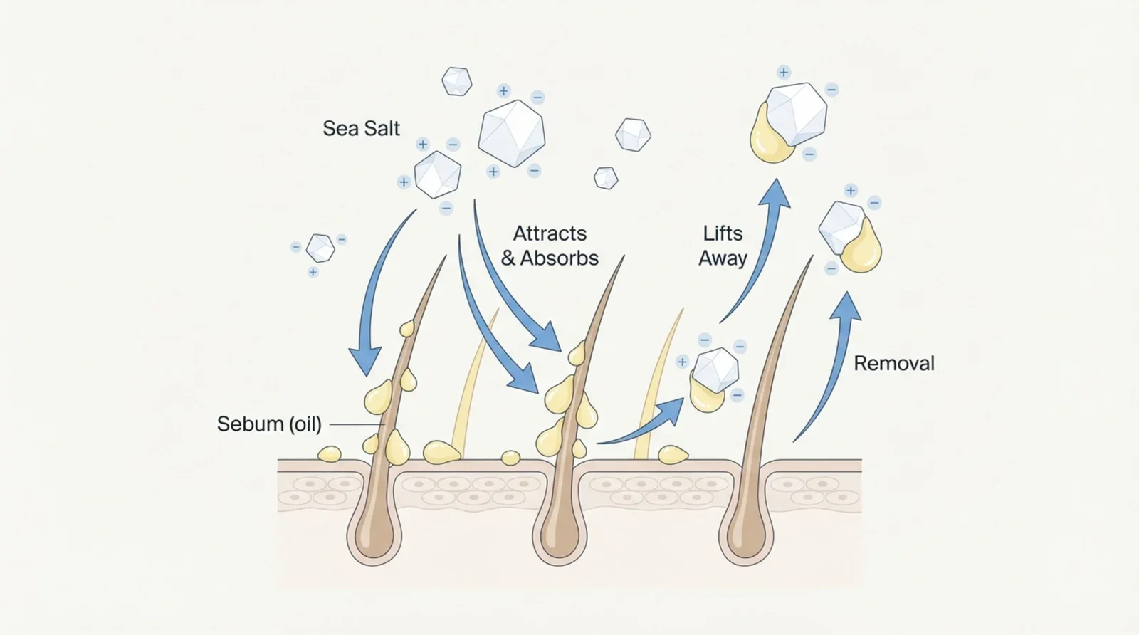Minimalist diagram showing how sea salt spray absorbs oil from hair roots and scalp.