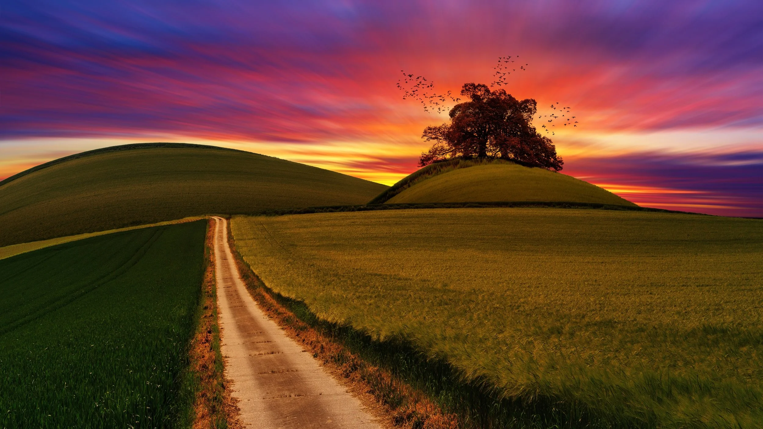 4k-wallpaper-agriculture-android-wallpaper-1146708 copy.jpg