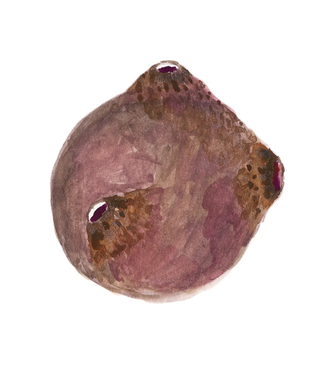 Planeta Marroia.jpg