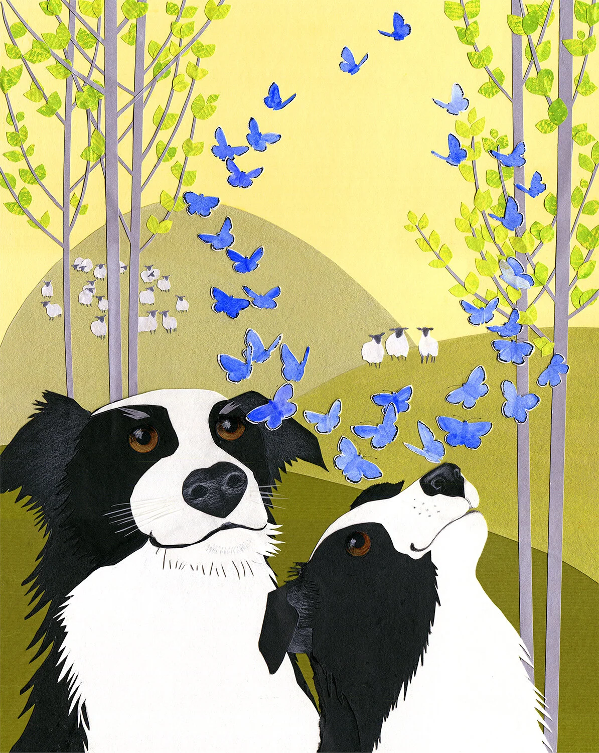 Border Collies.jpg