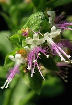 Patchouli flowre.jpg