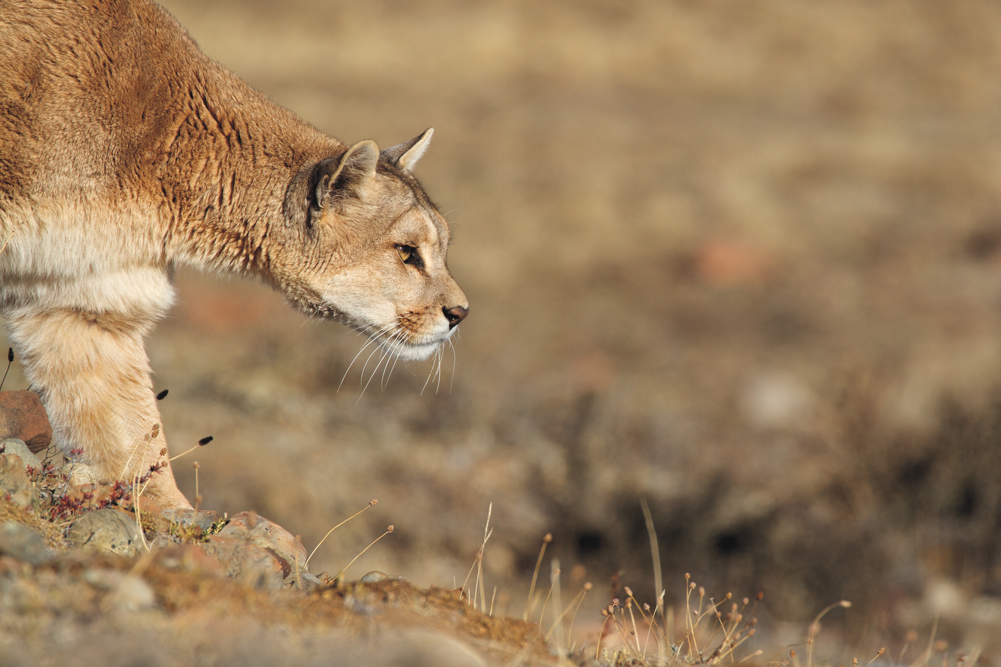 the pumas of patagonia