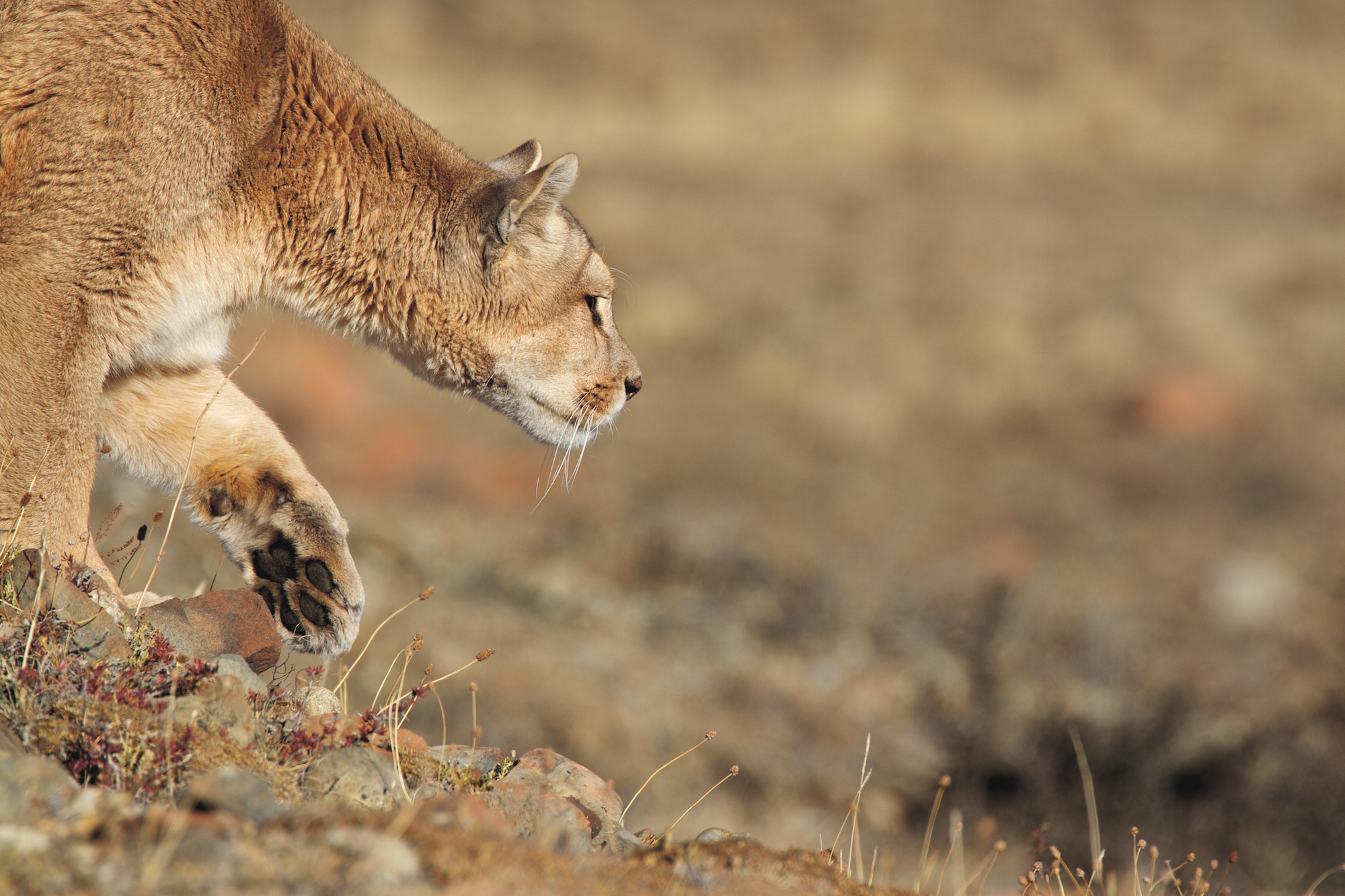 puma patagonia