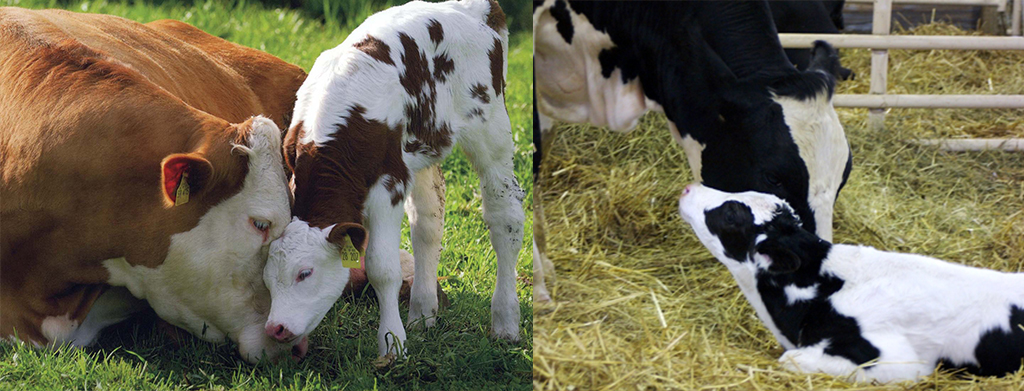 Cows.jpg