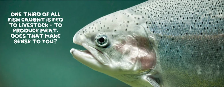 Homepage_fish-1.jpg