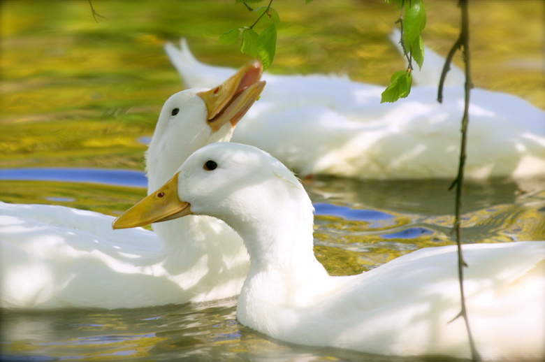 White_domesticated_ducks_young_leaves.jpg