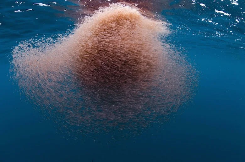 Krill_Coronado.jpg